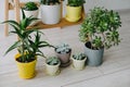 Beautiful succulents green the room. Many indoor plants in white, gray and yellow pots Royalty Free Stock Photo