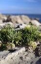 Beautiful succulents by the sea