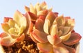Beautiful succulents in spring sunshine leaves