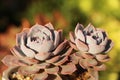 Beautiful succulents in spring sunshine leaves