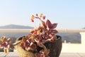 Succulents in the spring sun Royalty Free Stock Photo