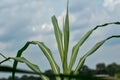 Beautiful sugar cane leaves with clear blue sky background