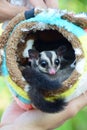 Beautiful sugar glider in the garden.