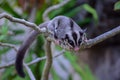 Beautiful sugar glider in the garden.