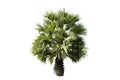 Beautiful sugar palm Isolated on the white background