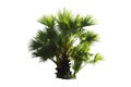 Beautiful sugar palm Isolated on the white background