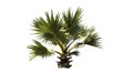 Beautiful sugar palm Isolated on the white background