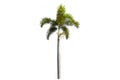 Beautiful sugar palm Isolated on the white background