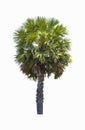 Beautiful sugar palm tree, isolated on white background.