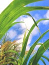 Beautiful sugarcane leaves in green color against the bright blue sky