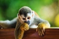 Beautiful Suirrel Monkey in Manuel Antonio National Park Royalty Free Stock Photo