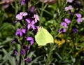 Beautiful sulphur butterfly is feeding juice. Royalty Free Stock Photo