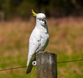 Sulphur crested cockatoo on the pole