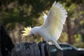 Beautiful sulphur-crested cockatoo showing off its yellow crest and wings Royalty Free Stock Photo