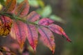 Beautiful Sumac Leaves in Fall Colors Rhus copallinum Royalty Free Stock Photo