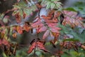 Beautiful Sumac Leaves in Fall Colors Rhus copallinum Royalty Free Stock Photo