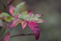 Beautiful Sumac Leaves in Fall Colors Rhus copallinum Royalty Free Stock Photo