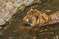 Beautiful Sumatran tiger on the baths Royalty Free Stock Photo