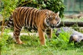 Beautiful Sumatran Tiger Growling in Greenery