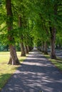 Beautiful summer alley in park with old trees Royalty Free Stock Photo