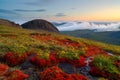 Beautiful summer Arctic landscape. Colorful red moss and flowers in the tundra on a mountain slope. Royalty Free Stock Photo