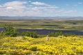 Beautiful summer Arctic landscape. Gophers among yellow flowers in the tundra