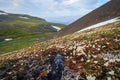 Beautiful summer arctic landscape. Small white tundra flowers on the hillsides