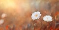 Beautiful summer autumn background with small daisy flowers with white petal and sunny lights. Artistic golden toned image Royalty Free Stock Photo