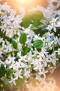 Beautiful summer background with small white flowers. Warm tone. Vertical photography