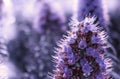 Beautiful summer background with wild meadow grass and purple flowers in the rays of sunset. Royalty Free Stock Photo