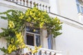 Beautiful summer balcony in the resort town, green ivy vegetation around the window Royalty Free Stock Photo
