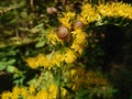 Two snails on yellow flowers in the forest