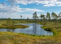 Beautiful summer bog landscape with lake, moss, bog pines and birches, peat bog flora