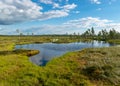 Beautiful summer bog landscape with lake, moss, bog pines and birches, peat bog flora