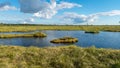 Beautiful summer bog landscape with lake, moss, bog pines and birches, peat bog flora