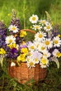 Beautiful summer bouquet, flowers arrangement in basket by florist with daisy, chamomile, lupin and pansy flowers in sunlight Royalty Free Stock Photo