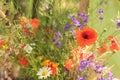 Beautiful summer bouquet of red poppies, white daisies, and other wildflowers in woman`s hand outdoor.