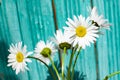 beautiful summer camomile on a background of blue wooden fence Royalty Free Stock Photo