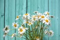 Beautiful summer camomile on a background of wooden fence Royalty Free Stock Photo