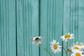 Beautiful summer camomile on a background of wooden fence Royalty Free Stock Photo
