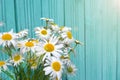 Beautiful summer camomile on a background of wooden fence Royalty Free Stock Photo