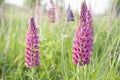 Beautiful summer closeup of pink garden lupines in morning sunlight