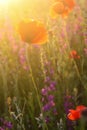 Scenic summer colorful field of poppies