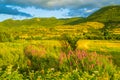 Beautiful colorful summer fields Rhodope mountain Bulgaria Royalty Free Stock Photo