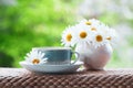 Beautiful summer composition of a cup of tea and daisy flowers o Royalty Free Stock Photo