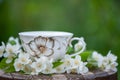 Beautiful summer composition of a cup of tea and Jasmine flowers on a natural green background, a concept of good morning, summer Royalty Free Stock Photo