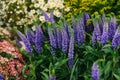 A beautiful summer composition of flowers called Veronica and Chamomile and other wildflowers on a sunny day. Royalty Free Stock Photo