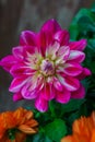 Beautiful summer dahlias in the home garden