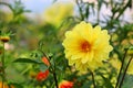 Beautiful summer dahlias in the home garden