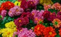 Beautiful summer dahlias in the home garden